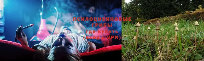 даркнет сайт  Ковров  Галлюциногенные грибы Psilocybe 